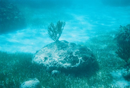 Bacalar Chico Coral7